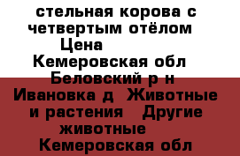 стельная корова с четвертым отёлом › Цена ­ 60 000 - Кемеровская обл., Беловский р-н, Ивановка д. Животные и растения » Другие животные   . Кемеровская обл.